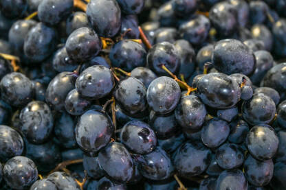 Svježe crveno grožđe za prodaju na pijaci. Krupni plan grozda crnog grožđa.