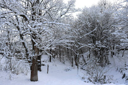 Drveće prekriveno snijegom, zimska idila, zima u šumi