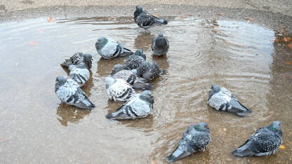 Golubovi se kupaju u lokvi vode u gradu. Jato divljih golubova u vodi.