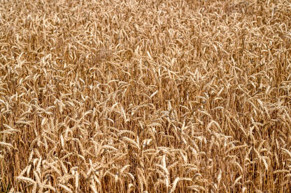 Polje pšenice. Zlatno klasje pšenice spremno za žetvu.