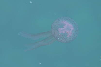 Na fotografiji se nalazi meduza, koja je uslikana u njenom prirodnom okruženju, i pripada pomorskom svijetu. S njenom providnom građom i strukturom izgleda nestvarno.