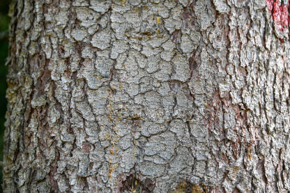 Kora bora, krupni plan.