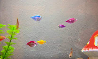 Ribe u akvarijumu kao kućni ljubimci. Živopisno obojena Glofish tetra pliva u tropskom akvarijumu.