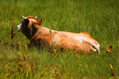 Krava leži u travi