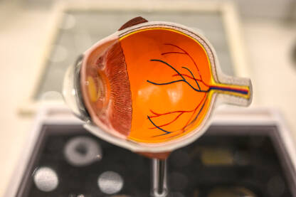 Model oka u ordinaciji oftalmologa. Pregled vida. Anatomija oka.