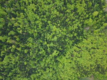 Slika zelene šume iz ptičije perspektive
