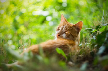 Narančasta mačka leži u travi i ljutito gleda.