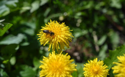 Pčela sakuplja polen sa cvijeta maslačka na livadi u proljeće, krupni plan. Pčela na žutom cvijetu na polju.