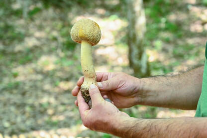 Berač gljiva pokazuje ubranu gljivu. Svježe ubrana divlja gljiva u šumi. Gljivarstvo.