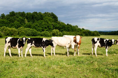 Krave i telad na ispaši u polju. Farma krava. Poljoprivreda.