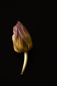 Uvenuli tulipan na crnoj podlozi