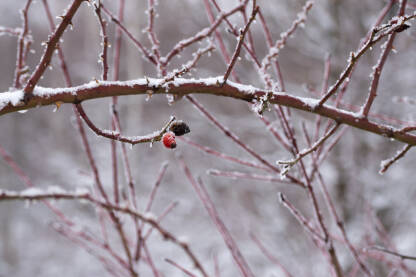 Plod šipka ili divlje ruže zimi pokriven snijegom
