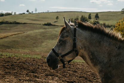 Konji, Čokorska polja