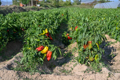 Paprike rastu u redovima na njivi. Zelene i crvene paprika, krupni plan. Organsko i svježe povrće raste na navodnjavanom polju. Proizvodnja hrane. Poljoprivreda.
