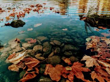 Kameno lišće u vodi