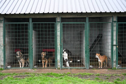 Napušteni psi u skloništu za životinje. Azil za pse. Grupa napuštenih pasa. Pas lutalica.