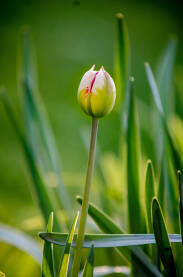Tulipan u proljeće