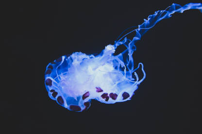 Meduza pliva u moru. Meduza pluta pod vodom, izbliza.
