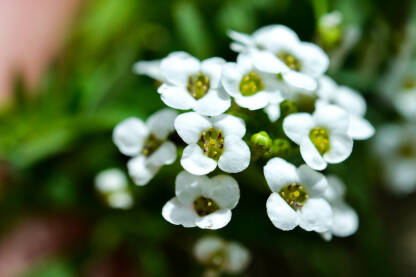 Bijeli cvjetići