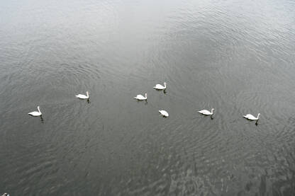 Jato bijelih labudova pliva na jezeru. Lijepi i elegantni bijeli labudovi na vodi u prirodi. Grupa ptica.