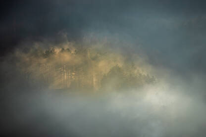 Zrake sunca probijaju maglu u borovoj šumi
