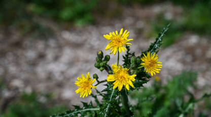 Žuto cvijeće na livadi. Žuto cvijeće na livadi. Sonchus asper. Oštri kostriš. Cvjetanje žutog cvijeća.