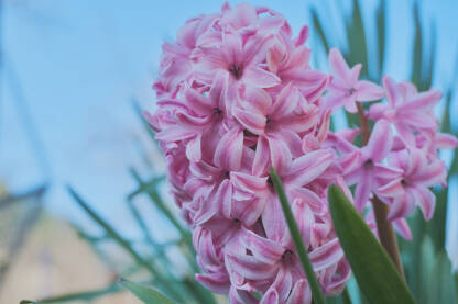 Rozi zumbul u parku na proljeće.