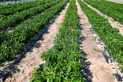 Paprike rastu u redovima na njivi. Zelene i crvene paprika. Organsko i svježe povrće raste na navodnjavanom polju. Proizvodnja hrane. Poljoprivreda.