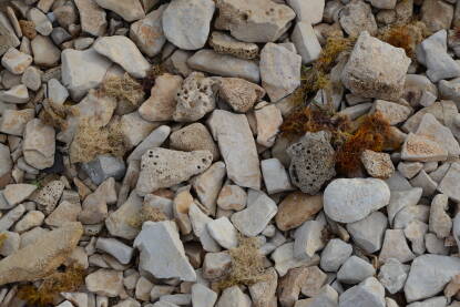 Kamena plaža na obali Istre. Morska trava i šupljikavo kamenje.