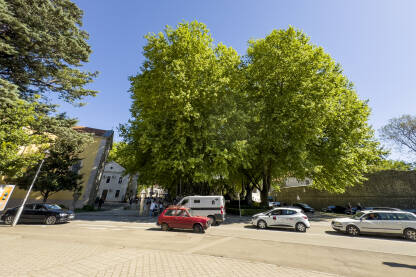 Platani u centru Trebinja. Saobraćaj u centru grada, kolona vozila.