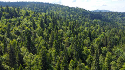 Šuma u proljeće, snimak dronom. Planina Bjelašnica. Listopadna i zimzelena šuma. Drveće u prirodi.