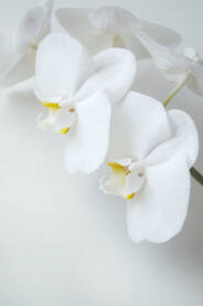 Bijela orhideja na bijeloj podlozi