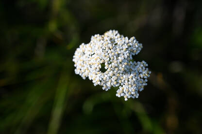 Hajdučka trava ili Sotolisnik. Achillea millefolium L. Biljka cvjeta u ljeto u polju.