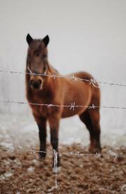 Konj koji stoji iza žičane ograde i gleda u fotografa.