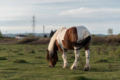 Konj pase travu na pašnjaku u veče