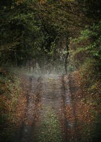Šumski put posle kiše u magli.