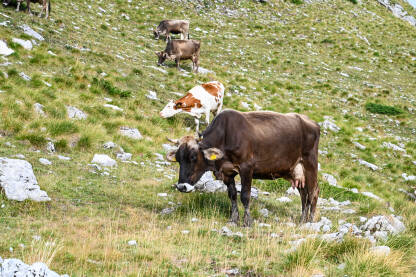 Krave na pašnjacima u planini. Krdo krava koje pasu travu. Grupa domaćih krava na livadi jedu zelenu travu.