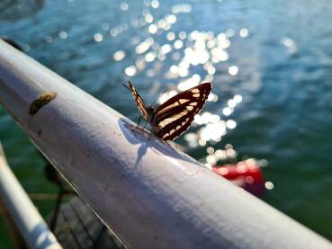 Leptir na rijeci Savi