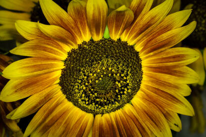 cvijet suncokreta u krupnom planu