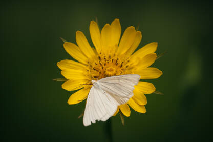 Beli leptir na žutom cvetu