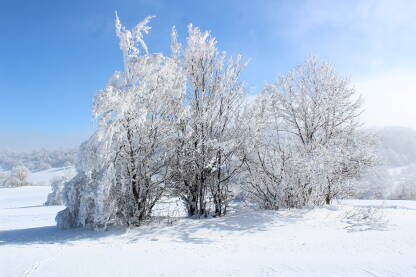 Drveće prekriveno snijegom i sunčan dan