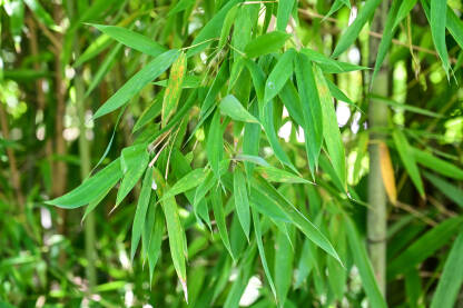 Listovi bambusa. Drvo bambusa u šumi.