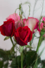 Buket crvenih i rozih ruža
