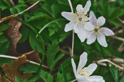 Bijela šumarica (Anemone nemorosa), prepoznatljiva po zvjezdastim bijelim cvjetovima sa žutim prašnicima u sredini.Cvjeta rano u proljeće.Cijela biljka je otrovna.