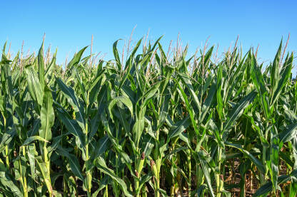 Kukuruz raste u polju ljeti. Polje kukuruza.