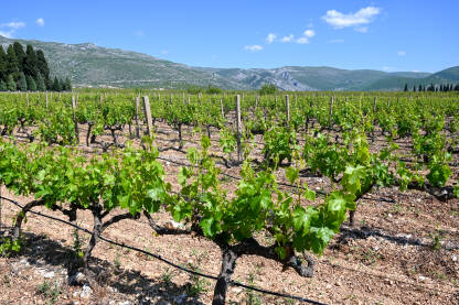 Mlado zeleno lišće na vinogradu. Vinova loza u proljeće.