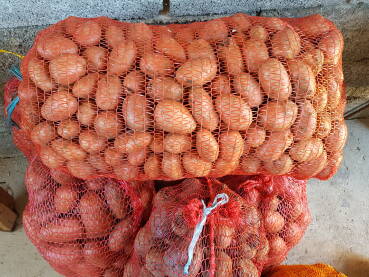 Krompir iskopan (izvađen) iz zemlje u jesen; crveni krompir u vrećama; krompir za ishranu ljudi;