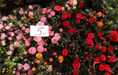 Mini ruže raznih boja na tržnici.