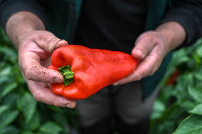 Farmer drži crvene paprike u ruci. Svježe ubrane paprike. Čovjek bere povrće u stakleniku. Berba organskih paprika. Poljoprivreda.