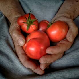 Ruke koje ceo život obrađuju zemlju i organsku hranu.